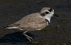 Snowy Plover