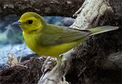Hooded Warbler