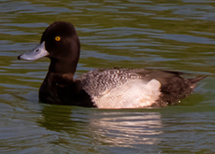 Lesser Scaup