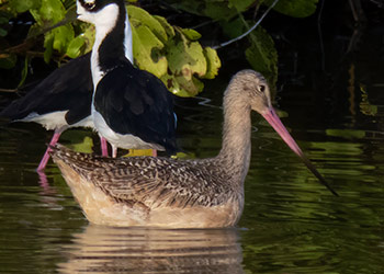 Een neonroze verrassing – een marmergrutto bezoekt Bonaire!
