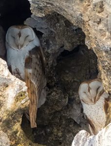 Barn Owls
