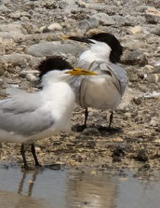 Sandwich Tern (Cayenne) (front) with a Sandwich Tern (Cabot's) (rear).