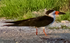 Black Skimmer