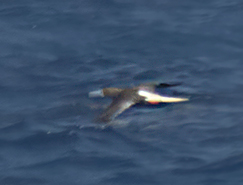 White-tailed morph of the Red-footed Booby