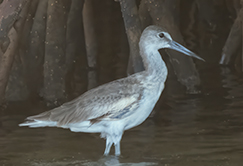 Willet