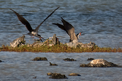 Black Skimmers