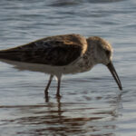 A Dunlin forages along a Bonaire shoreline.