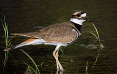 Killdeer