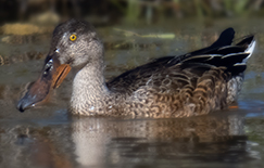 Northern Shoveler