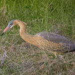 A Whistling Heron visits Bonaire.
