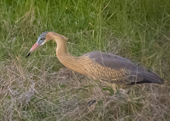 Zeldzame vogel: de fluitreiger bezoekt Bonaire