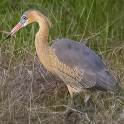 Fluitende reiger