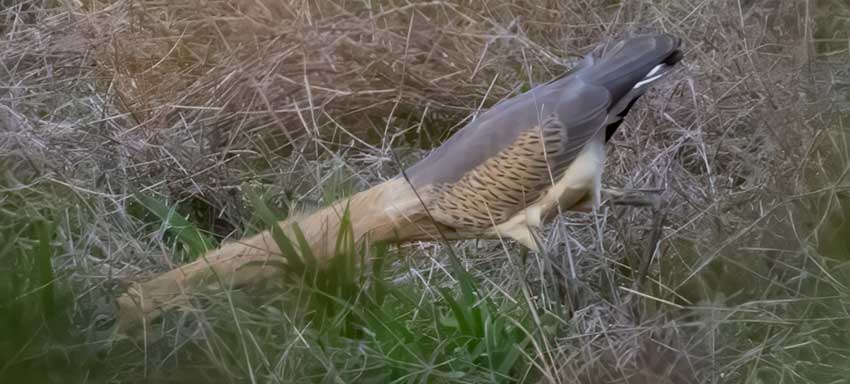 De fluitreiger wacht geduldig tot zijn prooi in de buurt komt voordat hij snel toeslaat.