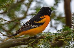 Baltimore Oriole