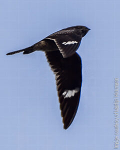 Common Nighthawk