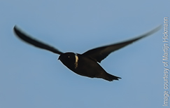 White-collared Swift