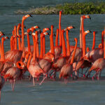 The courtship march of the American Flamingo on Bonaire.