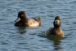 Lesser Scaups
