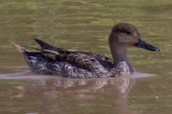 Northern Pintail