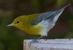 Prothonotary Warbler