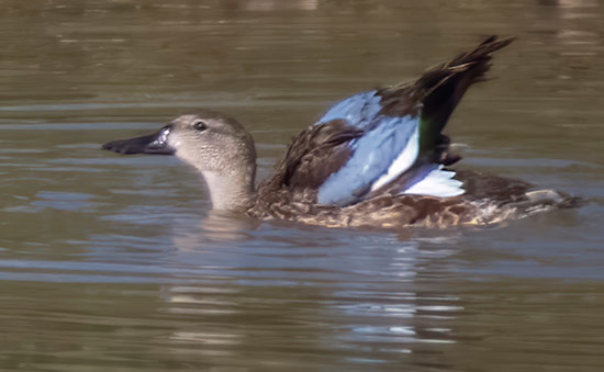 Een blauwvleugeltaling op Bonaire.