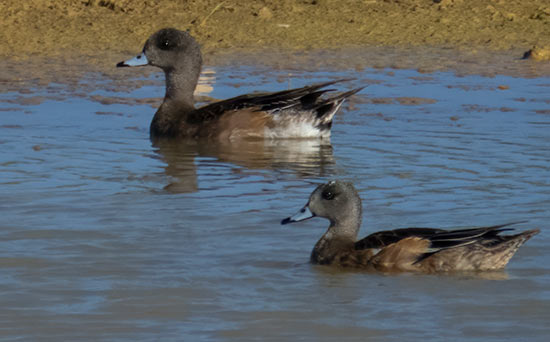 Twee Amerikaanse smienten brengen enige tijd door op Bonaire tijdens hun trektochten.