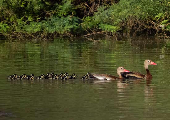 Een familie zwartbuikfluiteenden op Bonaire.