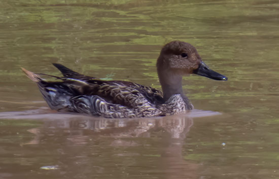 Een pijlstaart bezoekt Bonaire na een onderbreking van 24 jaar.