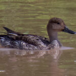 A Northern Pintail visits Bonaire.