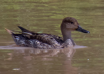 Bonairiaans eendenseizoen brengt zeldzame migrerende eenden!