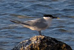 Sandwich Tern (Cabot's)