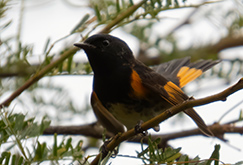 American Redstart (male)