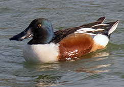 A male Northern Shoveler in alternate plumage, on Bonaire, prior to its spring migration north.