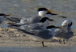 Two Sandwich Terns (Cabot's) in a mixed flock with Sandwich Terns (Cayenne).
