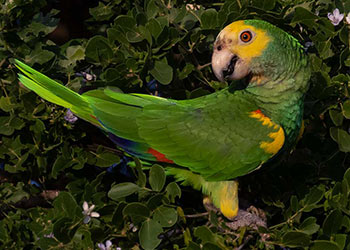 Honoring Gibi Coffie, Bonaire’s “Lora-Man,” on World Parrot Day