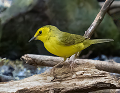 Female Hooded Warbler on Bonaire.