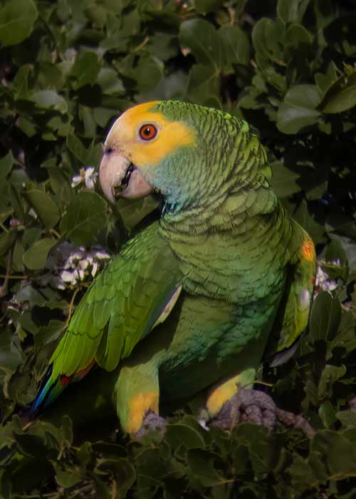 A Yellow-shouldered Amazon on Bonaire.