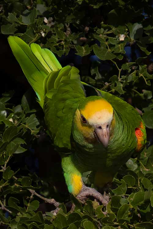 A Yellow-shouldered Amazon on Bonaire.