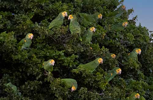Yellow-shouldered Amazon Parrots gather on Bonaire.