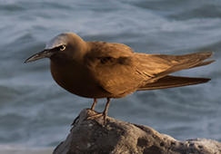 A Brown Noddy on a a Bonaire shoreline.