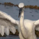 The white morph of the Great Blue Heron, also known as the Great White Heron.