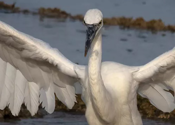 The Great White Heron: Species or Morph?