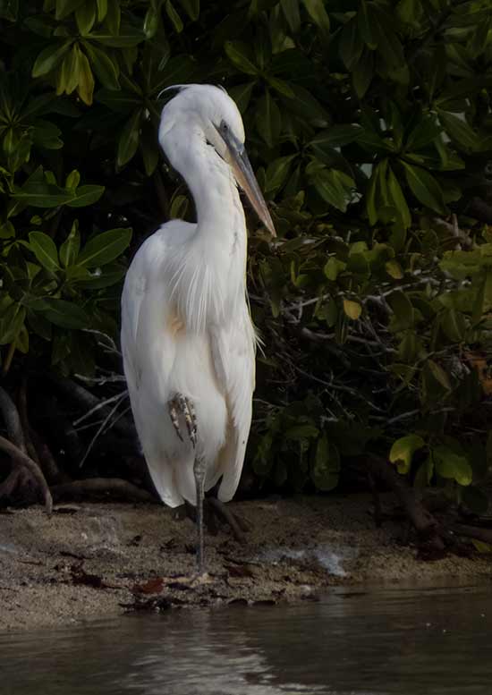 The Great White Heron on Bonaire.