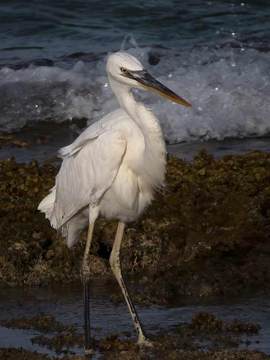 The Great White Heron on Bonaire.