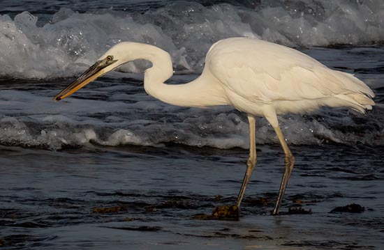 The Great White Heron prefers marine environments, as show here on Bonaire.