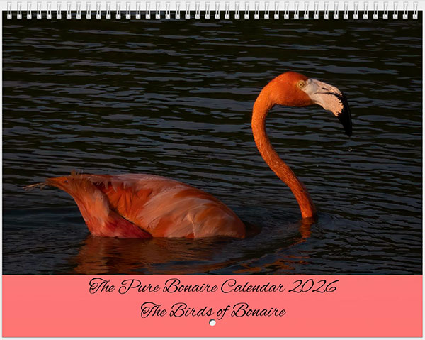 American Flamingo