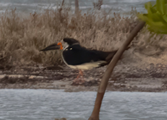 Black Skimmer on Bonaire.