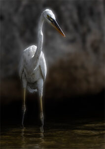 Great Blue Heron (Great White)
