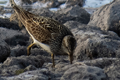 Pectoral Sandpiper