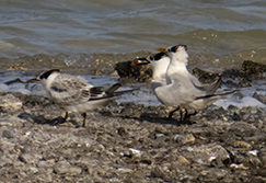 Sandwich Tern (Cabot's) with Sandwich Terns (Cayenne).